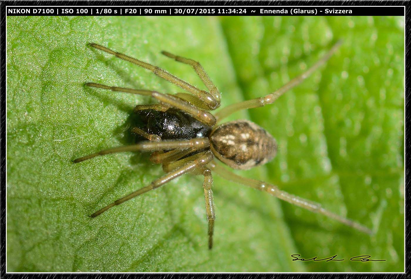 Pachygnatha degeeri - Ennenda (Svizzera)